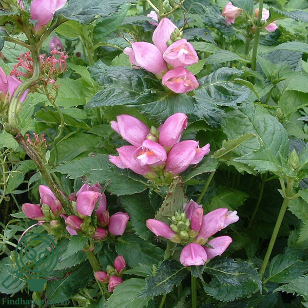 Chelone obliqua, Duehoved