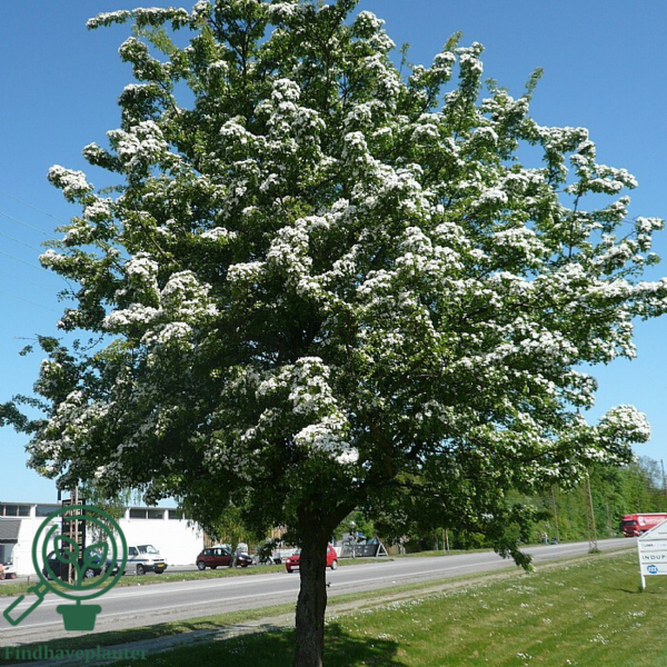 Crataegus monogyna, Engriflet hvidtjørn