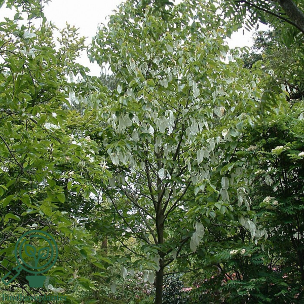 Davidia involucrata, Duetræ
