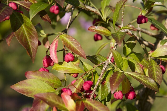 Euonymus europaeus 'Red Cascade', Alm. bedved