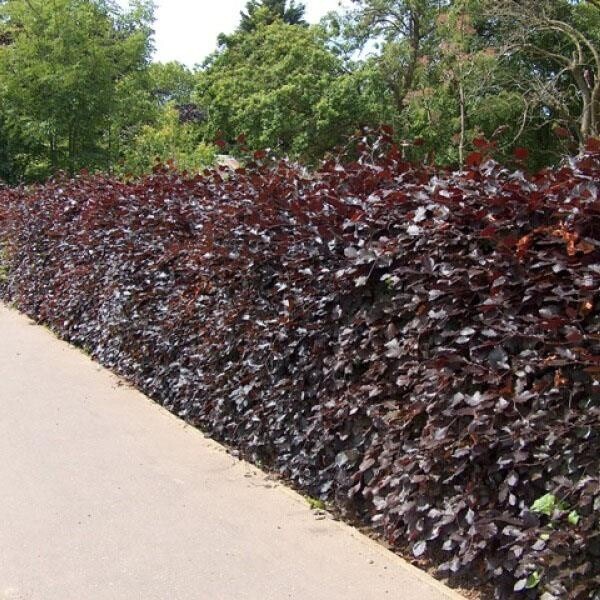 Fagus sylvatica 'Purpurea', Rødbøg