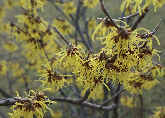 Hamamelis intermedia 'Pallida', Troldnød