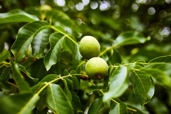 Juglans regia, Alm. valnød