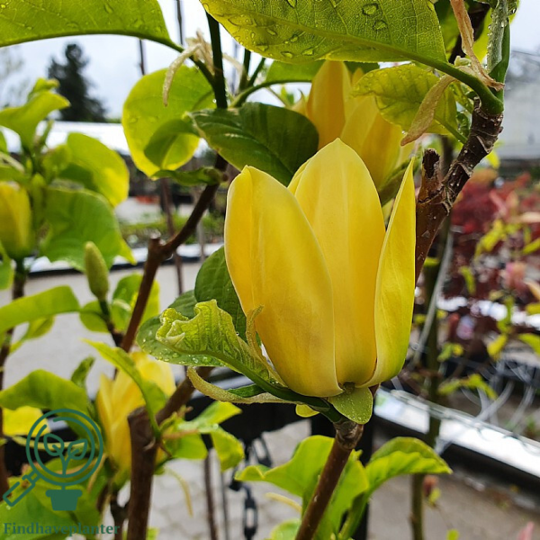 Magnolia x brooklynensis 'Yellow Bird', Magnolia