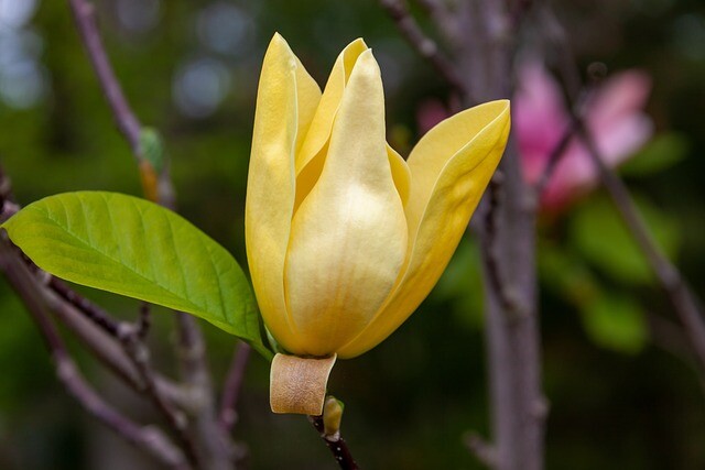 Magnolia x brooklynensis 'Yellow Bird', Magnolia