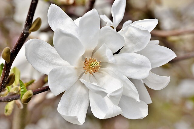 Magnolia loebneri 'Merrill', Stjernemagnolia