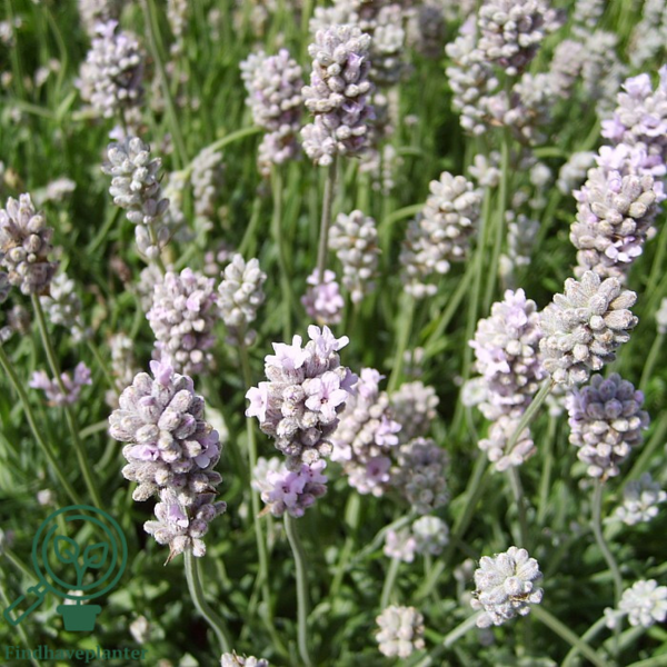 Lavandula angustifolia 'Rosea', Lavendel