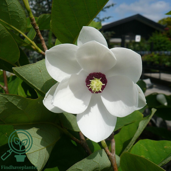Magnolia sieboldii, Åkande-magnolia