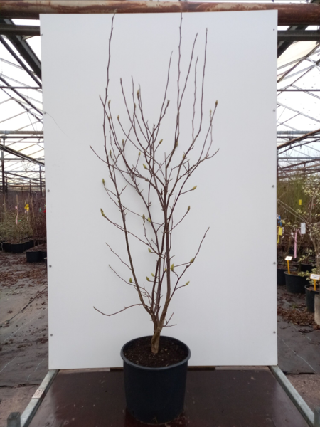 Magnolia soulangeana, Alm. Magnolia