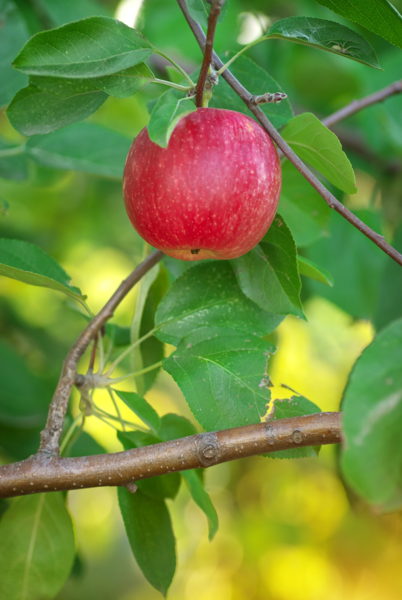 Malus dom, 'Rubinola', Æble