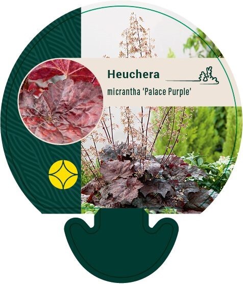 Heuchera americana 'Palace Purple', Alunrod