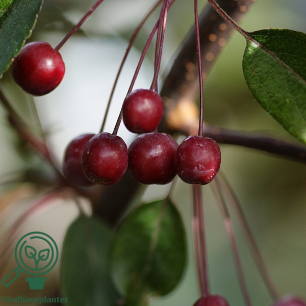 Malus sieboldii 'Freja', Paradisæble