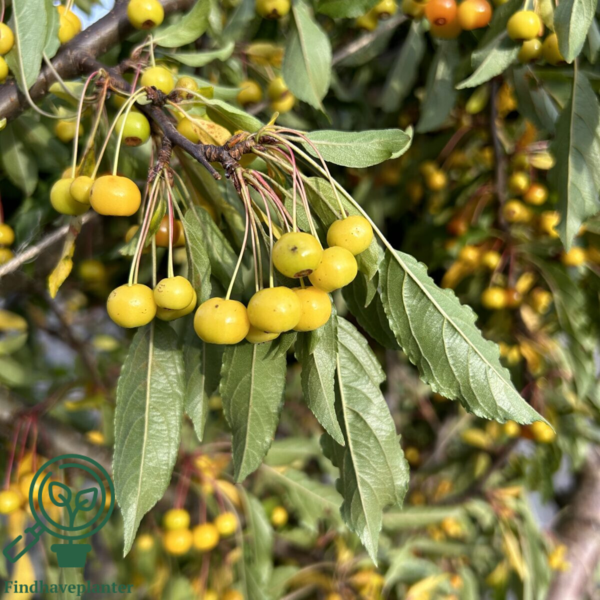 Malus sieboldii 'Hesse', Paradisæble