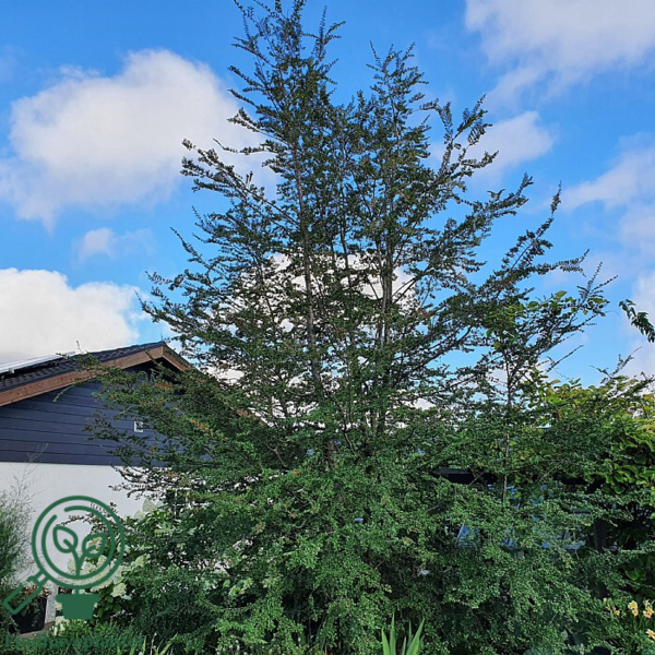 Nothofagus antarctica, Sydbøg