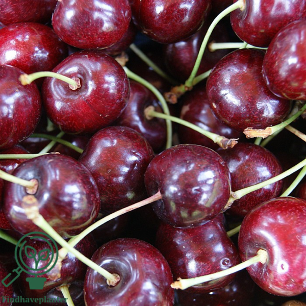 Prunus avi.'Lapins', Kirsebær