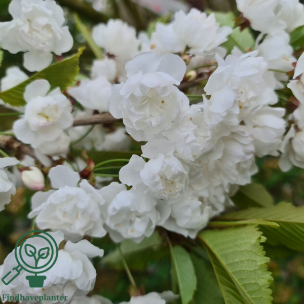 Prunus avium 'Plena', Fyldtblomstrende fuglekirsebær