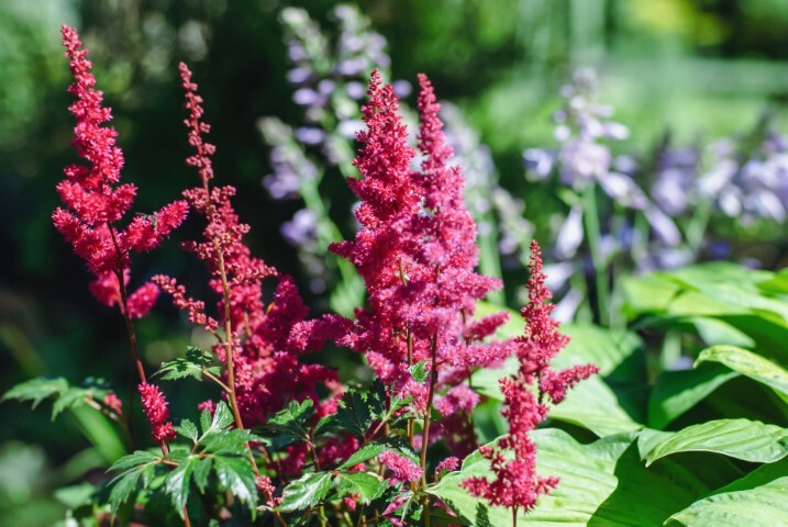 Astilbe arendsii-hybrid 'Fanal', Astilbe