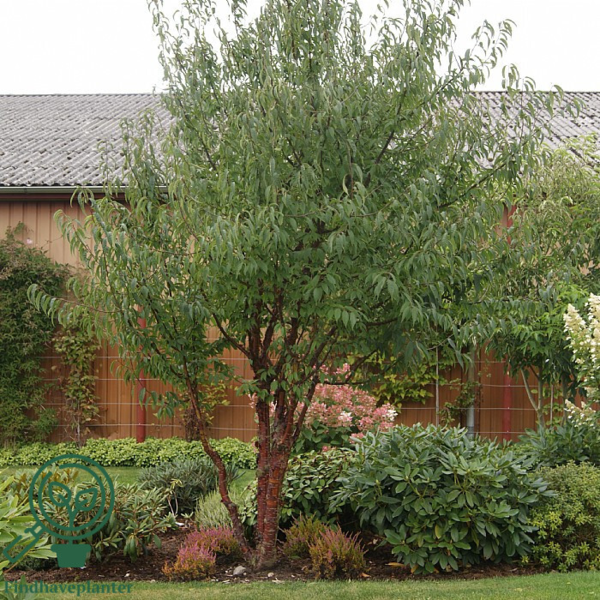 Prunus serrula, Tibetansk Kirsebær