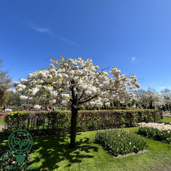 Prunus serrulata 'Shirotae', Japansk Kirsebær