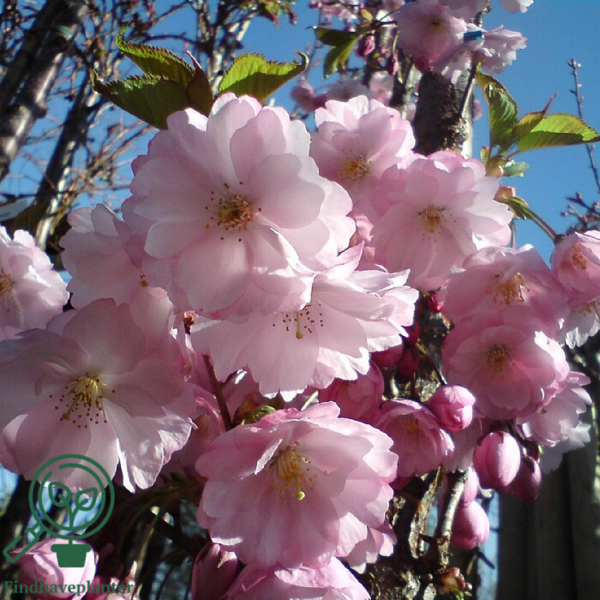 Prunus subhirtella 'Accolade', Prydkirsebær