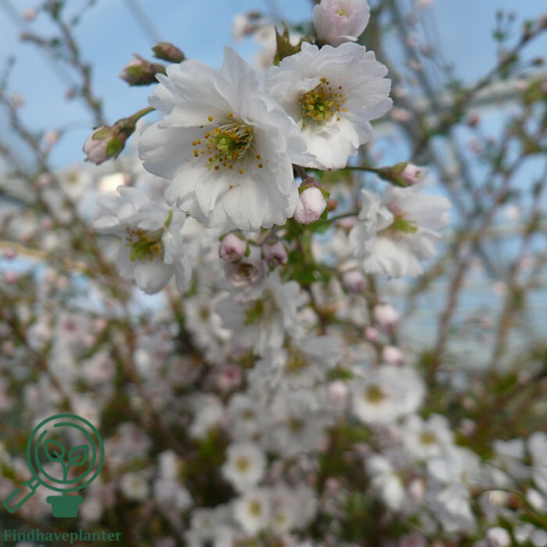 Prunus subhirtella 'Hally Jolivette', Prydkirsebær