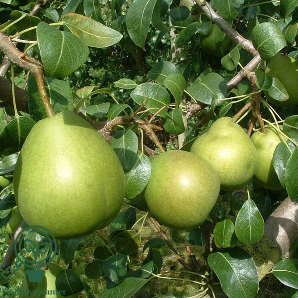 Pyrus com. 'Clara Frijs', Pære