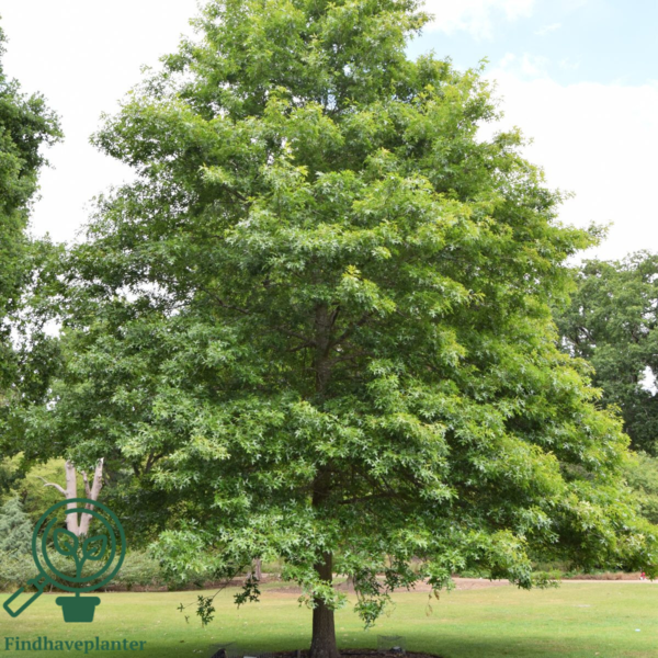 Quercus palustris, Sumpeg