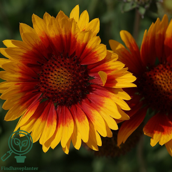 Gaillardia aristata 'Kobold', Kokarde