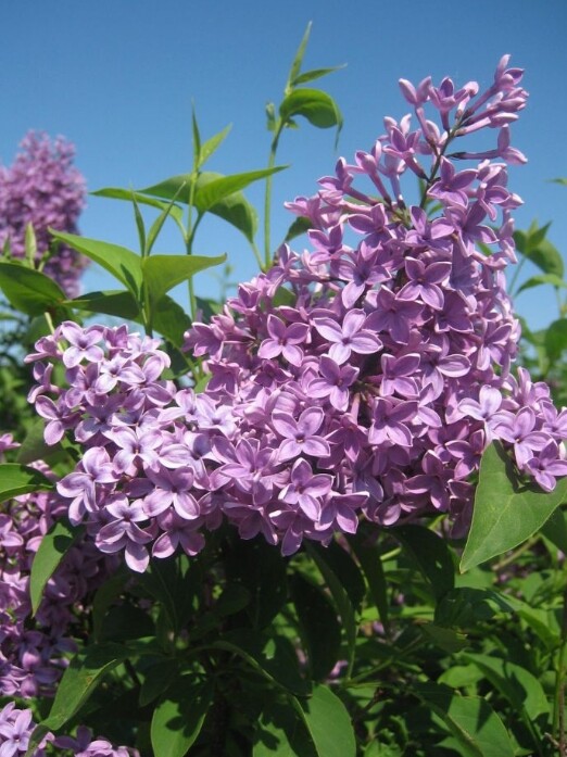 Syringa chinensis 'Saugeana', Kinesisk syren