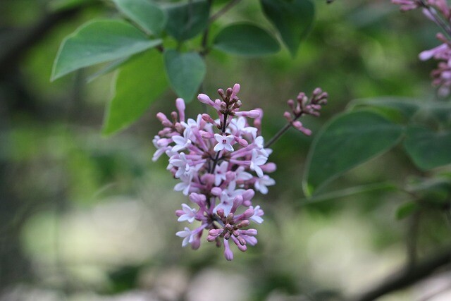 Syringa chinensis 'Alba', Kinesisk syren