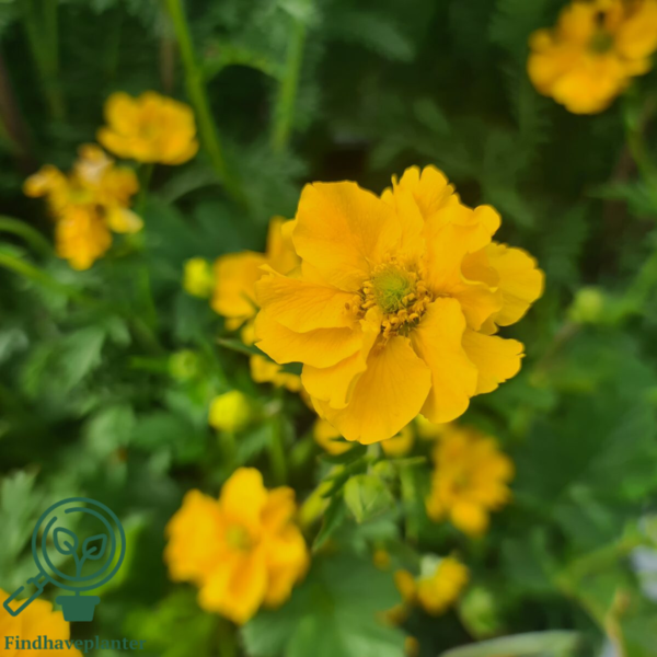 Geum chiloense 'Lady Stratheden', Nellikerod