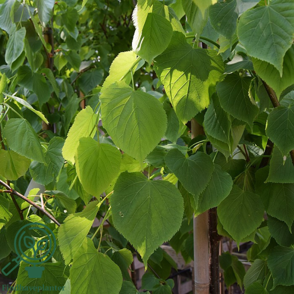 Tilia cordata 'Greenspire', Småbladet lind