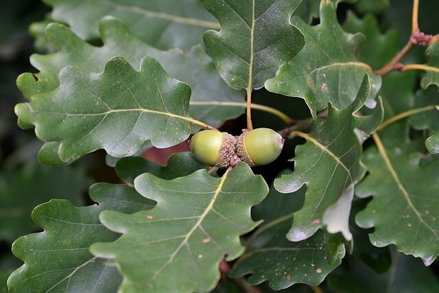 Quercus petraea, Vintereg