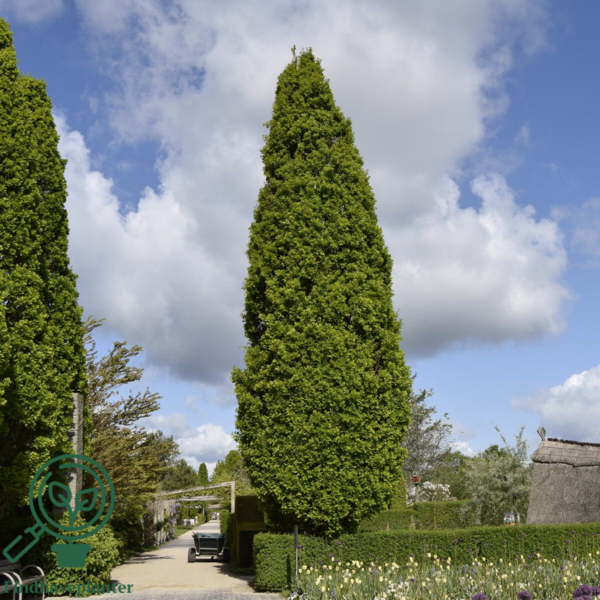 Quercus robur 'Fastigiata', Søjleeg