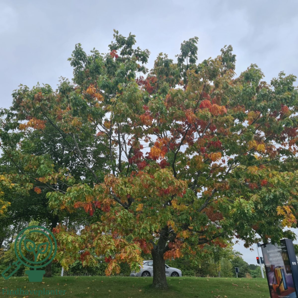 Quercus rubra, Rødeg