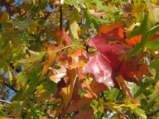 Quercus rubra, Rødeg