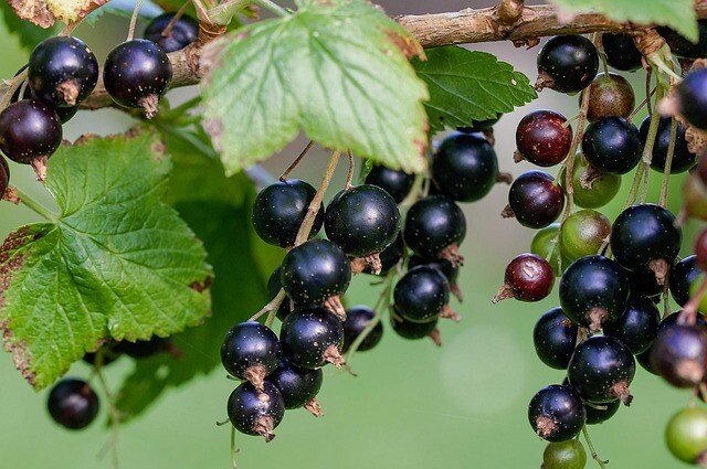 Ribes nigrum 'Polar', Solbær