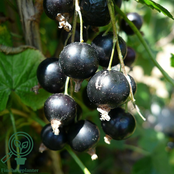 Ribes nigrum 'Titania', Solbær
