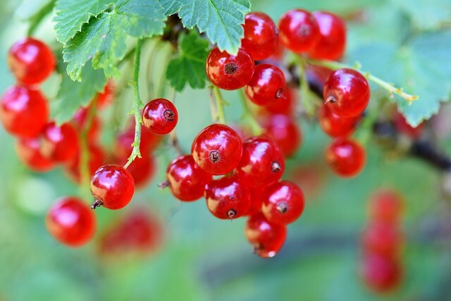 Ribes rubrum 'Rosetta', Ribs