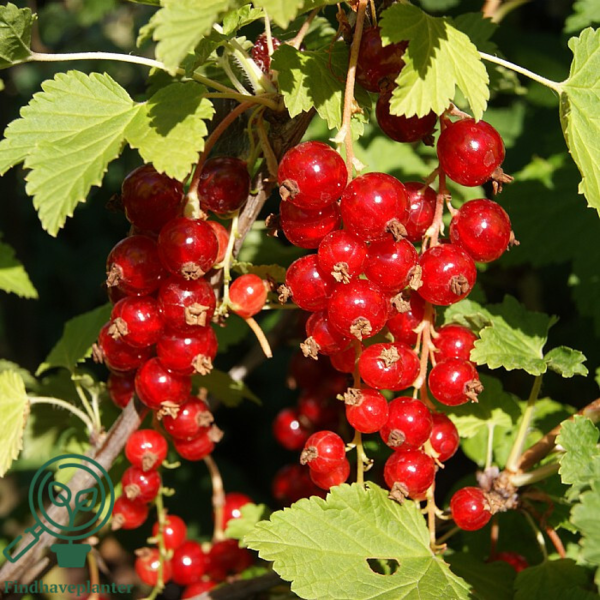 Ribes rubrum 'Stanza', Ribs