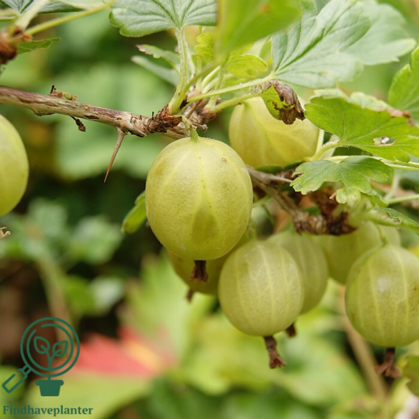 Ribes uva-crispa 'Hinnonmäki Gul', Stikkelsbær