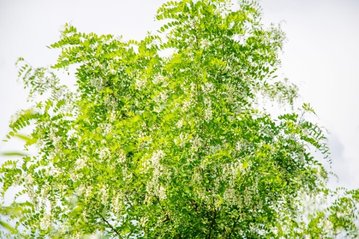 Robinia pseudoacasia, Robinie/Falsk akasie