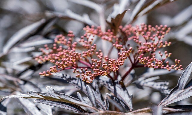 Sambucus nigra 'Black Lace', Rødbladet hyld