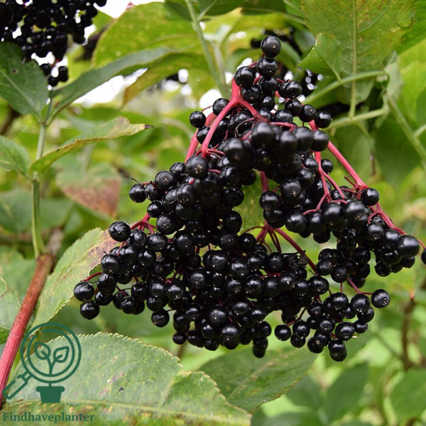 Sambucus nigra 'Sambu', , Storfrugtet hyld