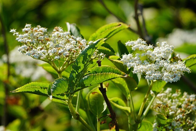 Sambucus nigra 'Sambu', , Storfrugtet hyld