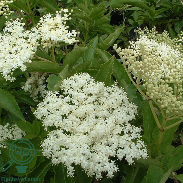 Sambucus nigra 'Samyl', Storfrugtet hyld