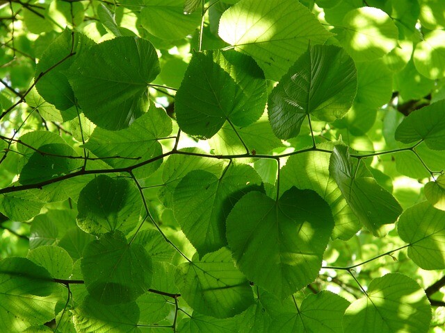 Tilia platyphyllos 'Rubra', Storbladet lind