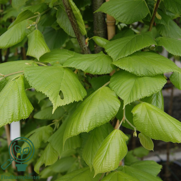 Tilia platyphyllos 'Ørebro', Storbladet lind