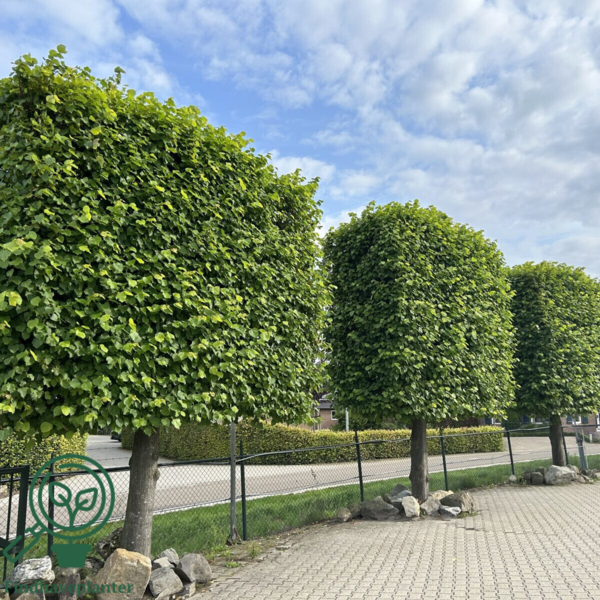 Tilia vulgaris 'Pallida', Kejserlind