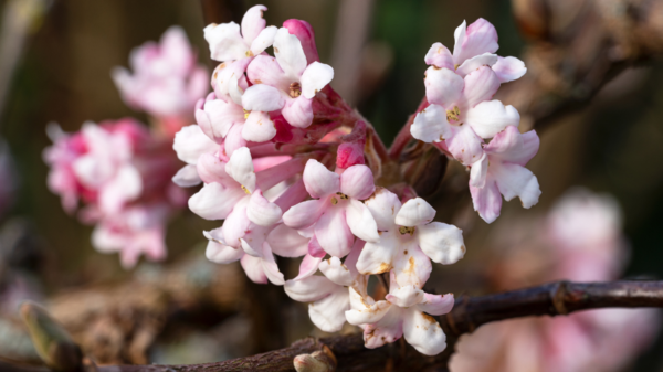 Viburnum bodnantense 'Dawn', Kejserbusk